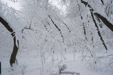 公园里的雪景