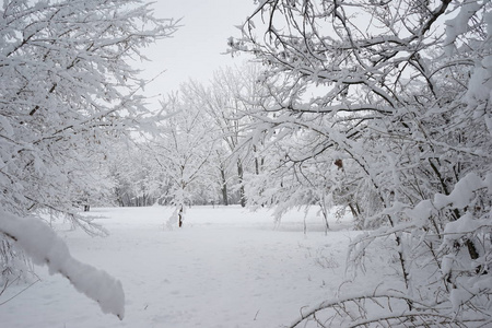 公园里的雪景