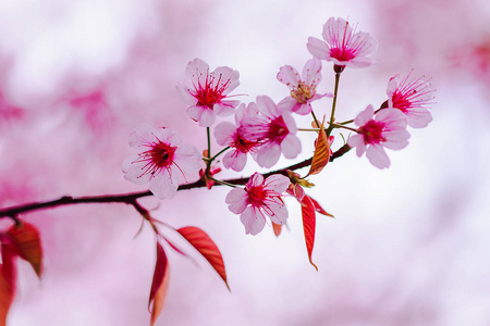 在自然界中是美丽的粉红色。 泰国北部1月2日开花