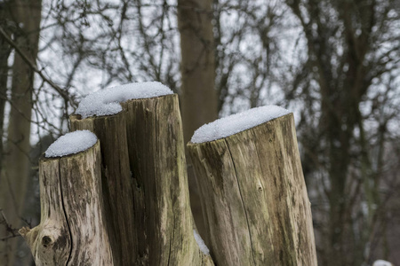 三个木树树桩头上有雪