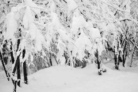 公园里的雪景