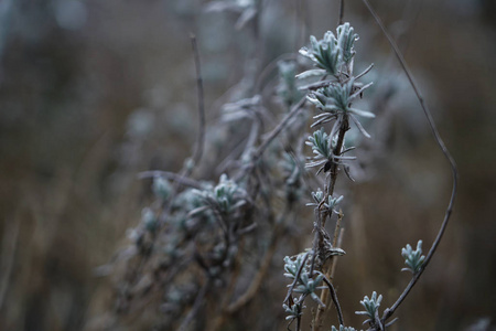 冬天在比利时一片田野里的野生植物。