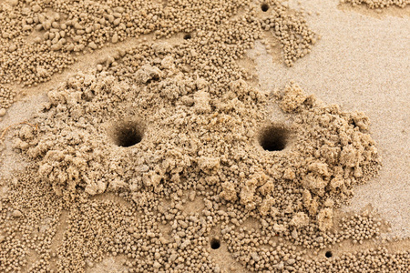 螃蟹洞图片-螃蟹洞素材-螃蟹洞插画-摄图新视界