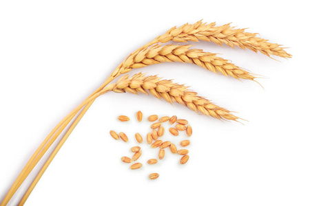 粮食和小麦孤立在白色背景上的耳朵。顶视图