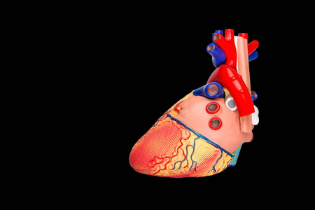 人工心脏模型分离的黑色背景