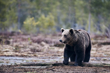 野生棕熊UrsusArctos在芬兰泰加早春行走。