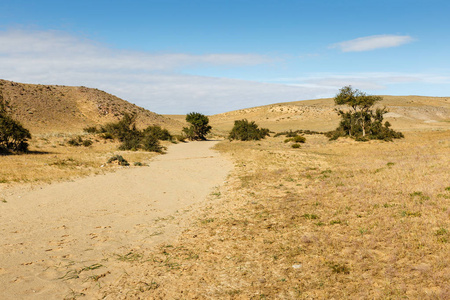蒙古戈壁沙漠干河床上的绿色小灌木。