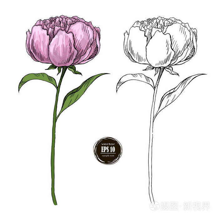 写实手绘植物图