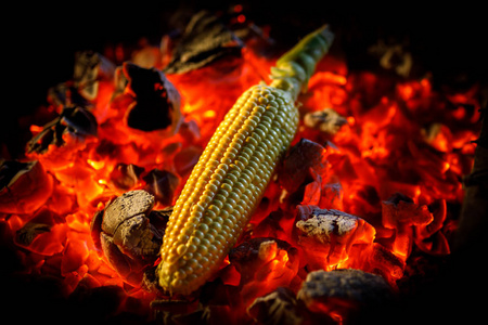 成熟的玉米芯是用红热的煤烤的，紧紧的