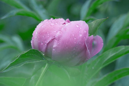 粉红色湿牡丹花瓣水滴花的自然背景