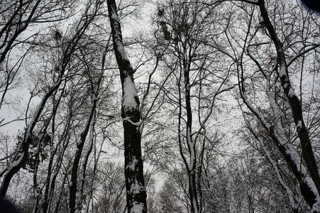 积雪下的树木冬季景观