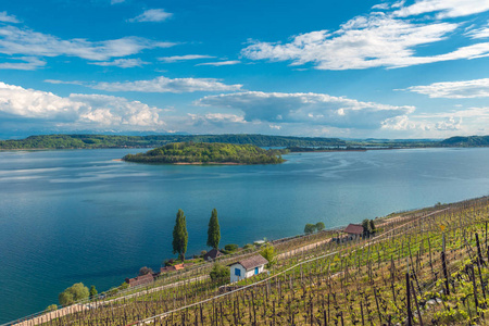 瑞士比埃尔湖边的葡萄园