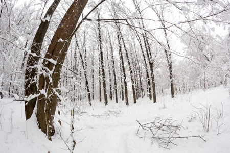 公园里的雪景