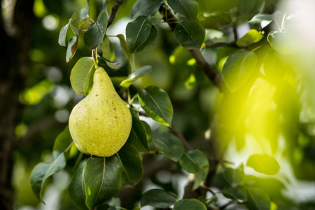 美味的年轻的健康的多汁的梨挂在树枝上