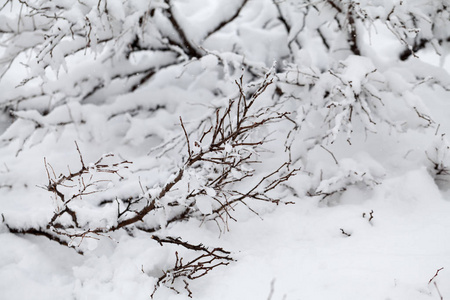 公园里的雪景