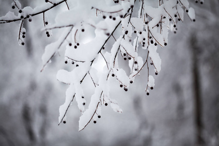 公园里的雪景