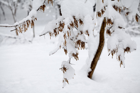 公园里的雪景