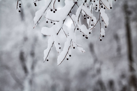 公园里的雪景