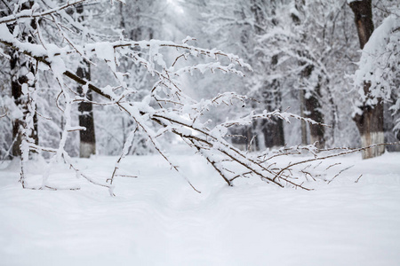 公园里的雪景