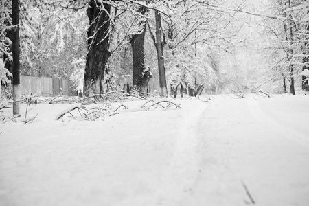 公园里的雪景