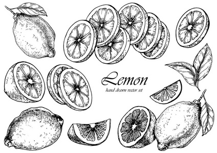 柠檬水果的矢量集。 手绘插图。 用于设计的孤立元素。