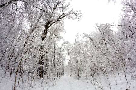 公园里的雪景