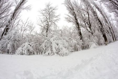 公园里的雪景