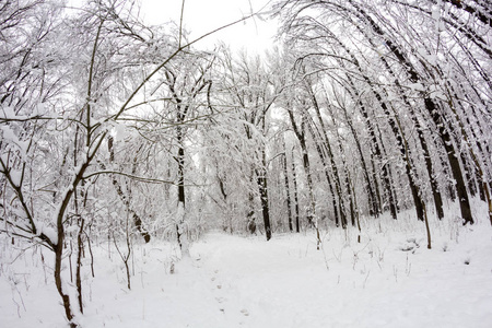 公园里的雪景