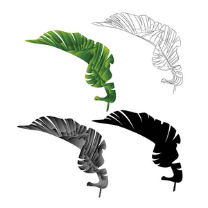 手影图香蕉叶第一自然轮廓和剪影热带植物在白色背景,复古矢量插图可