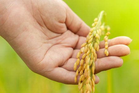 手握稻田中的米粒。 农业或收获的概念。