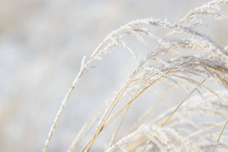 草枝冻在冰里。 冬天的冻草枝。 树枝上覆盖着雪。