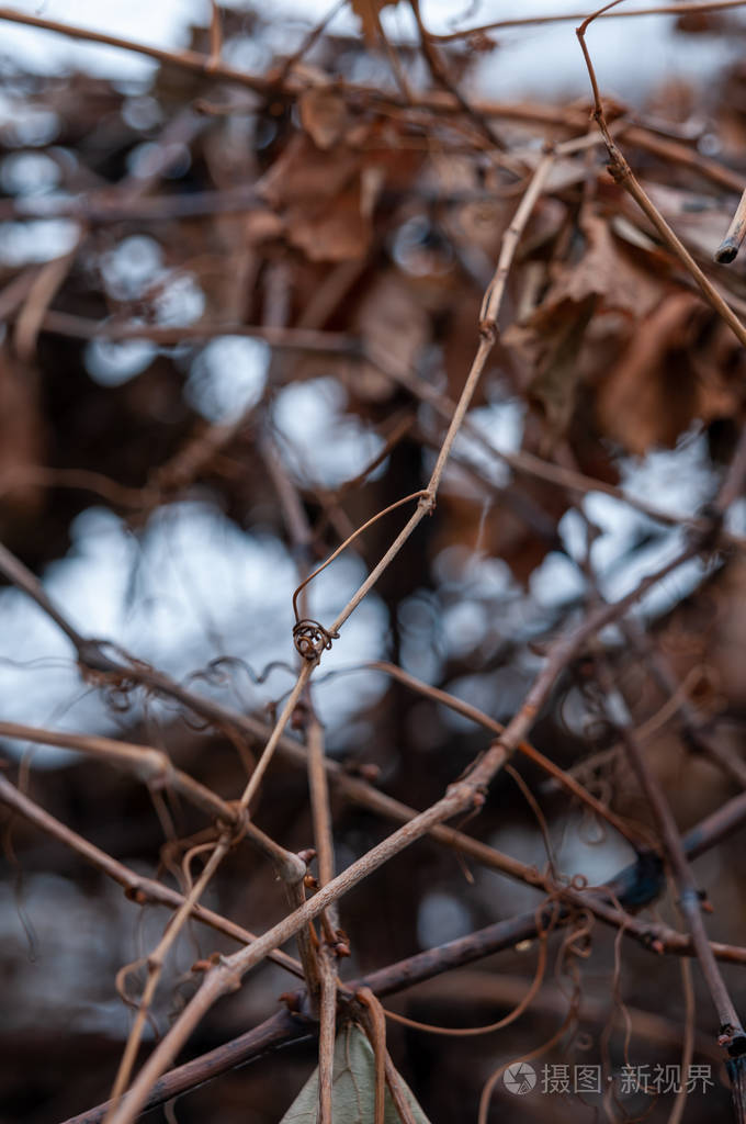 冬季寒冷的葡萄藤和叶子