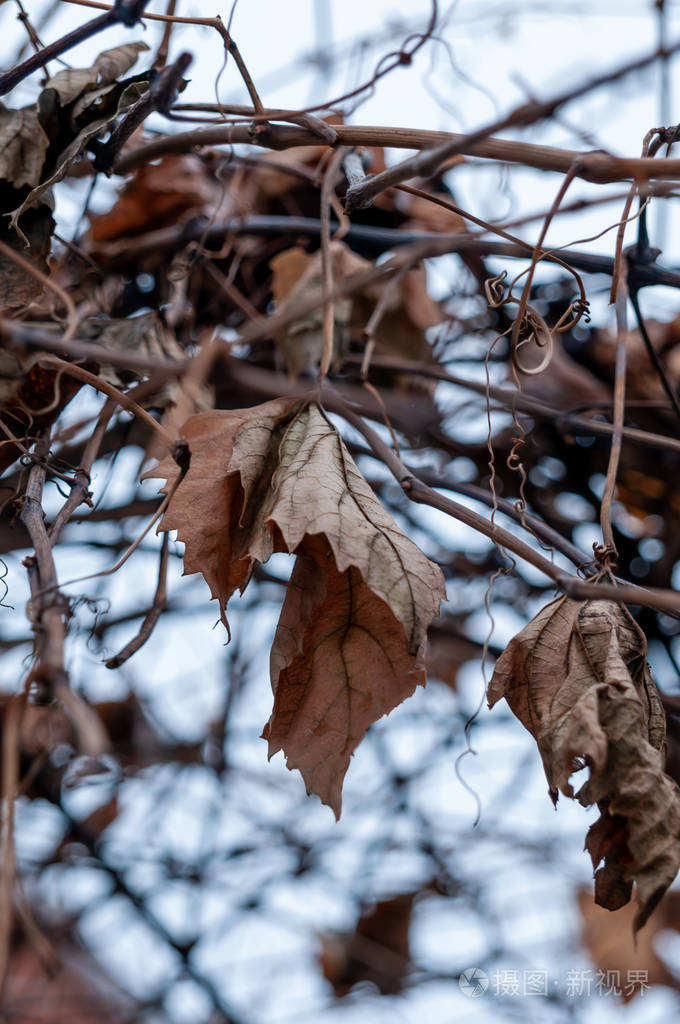 冬季寒冷的葡萄藤和叶子