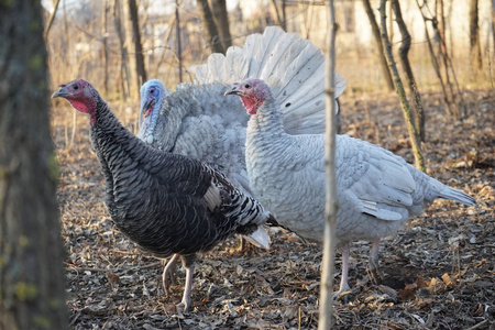 后院的火鸡和火鸡母鸡照片