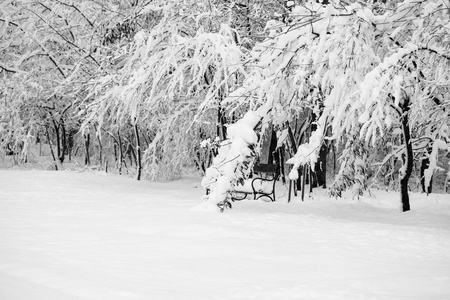 公园里的雪景