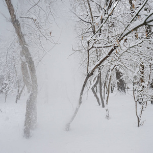 公园里的雪景