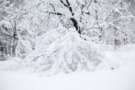 公园里的雪景