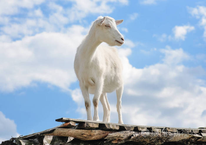 滑稽的山羊站在乡村农场的谷仓屋顶上可爱有趣的白色山羊在蓝天的背景