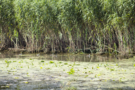 罗马尼亚多瑙河三角洲有水线鸟类芦苇和植被的景观