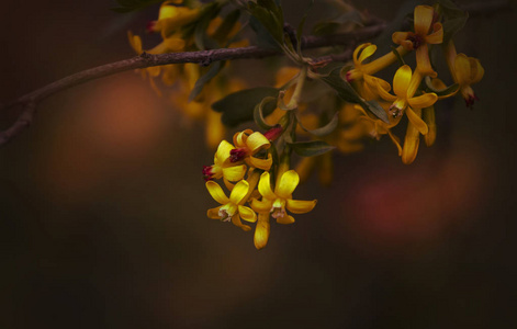 春季自然背景，黄色小花，影像模糊，景深浅