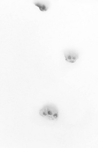 雪中的猫迹
