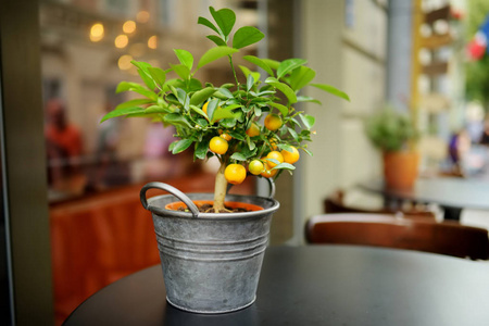 在立陶宛的维尔纽斯，户外餐厅桌上装饰着植物和鲜花