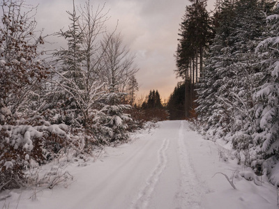 在雪的路或小脚路覆盖森林风景与雪的冷杉和云杉树, 分枝, 田园诗般的冬天风景在黄昏, 粉红色的日落阳光