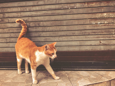 美丽的红猫与白色斑点在城市街道上。特写镜头