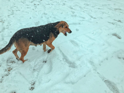 院子里的狗在雪地里跑出去。 近的快照。