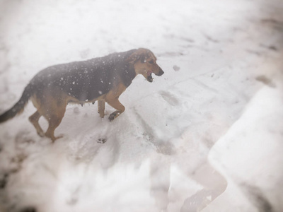 院子里的狗在雪中跑到外面。快照附近