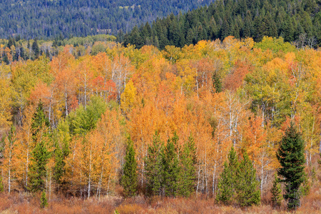 怀俄明州大提顿国家公园的秋天风景