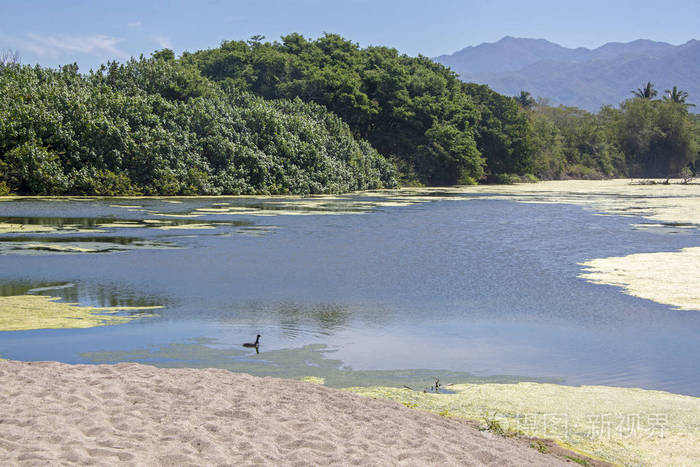 墨西哥太平洋洛德马科热带河流