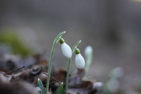 雪花第一春花。