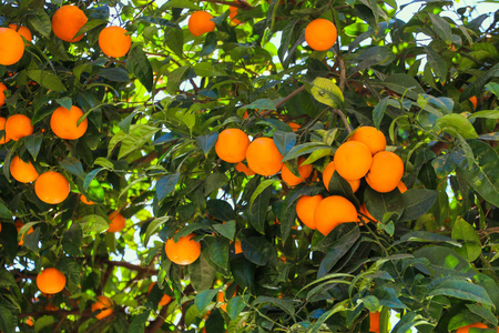 树上多汁成熟的橘子果实